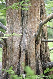 Key社名作《Kanon》登陆Steam 经典回忆复苏